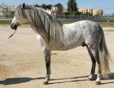 andalusian